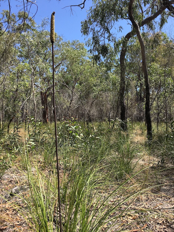 Anderson Loop Mountain Biking Trail Trailforks