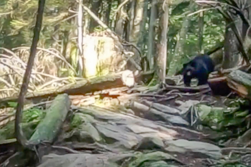 Rare cream-coloured black bear seen near Whistler, B.C., creates buzz