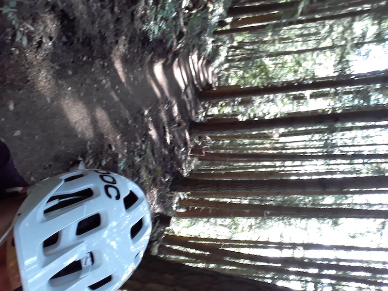 Upper Chanterelle Multi Trail Bellingham, Washington