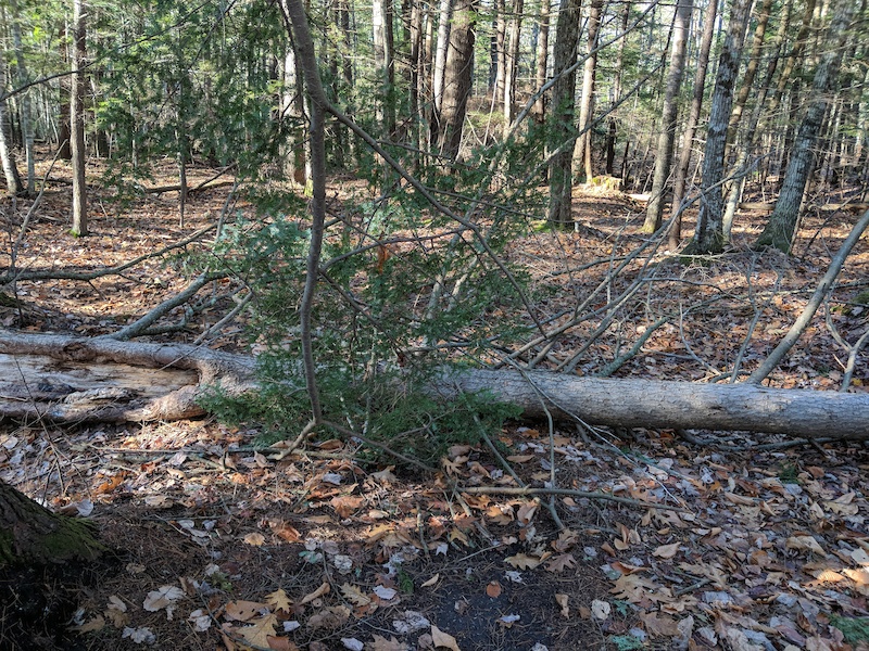 Lateralus Mountain Biking Trail Gorham, Maine
