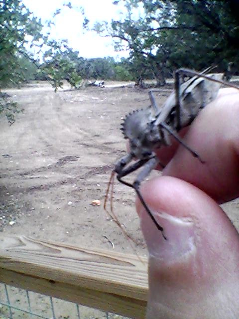 Wheel Bug, in the Assasin Bug family...it's bite is more painful than a Rattlesnake, Giant Centipede, or a Black Widow, and more painful than a Scorpion sting. Google it, I got real lucky holdin' this big sucker!