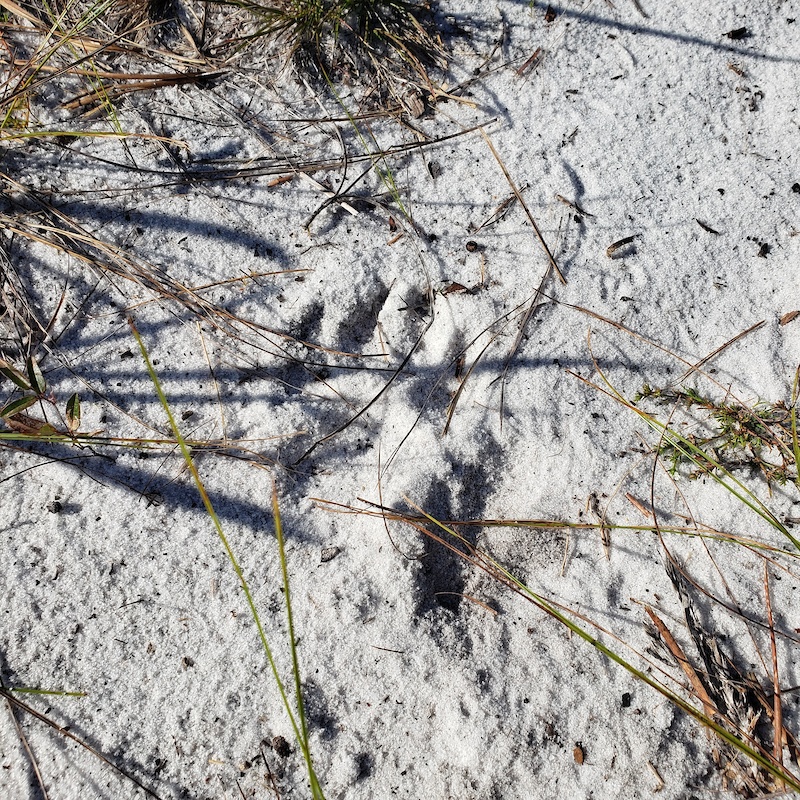 Access Trail Mountain Biking Trail West Palm Beach