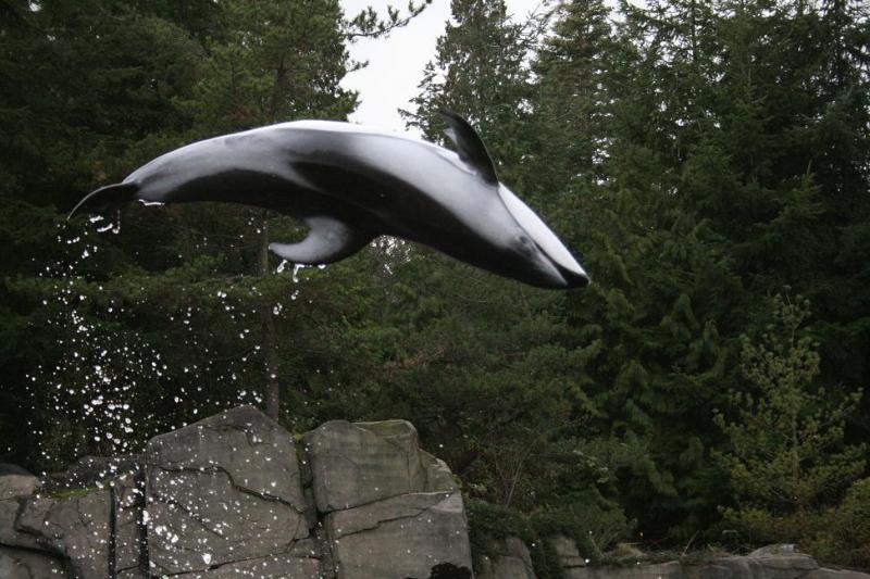Dolphin backflip