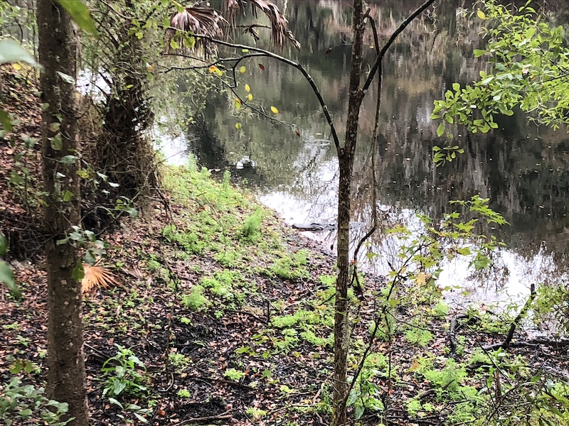 North Creek Connector Mountain Biking Trail Fish Hawk, FL