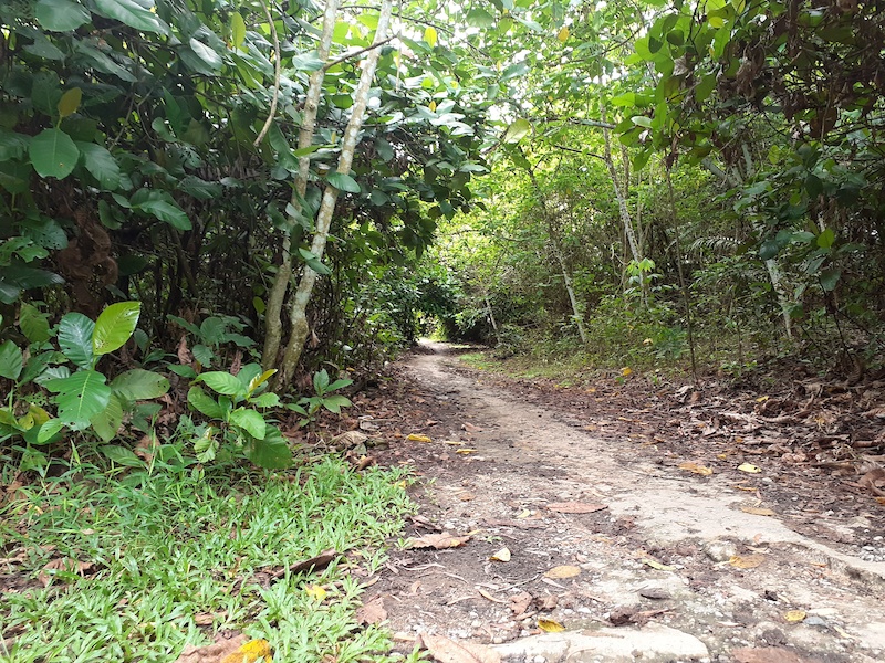 chestnut mtb trail