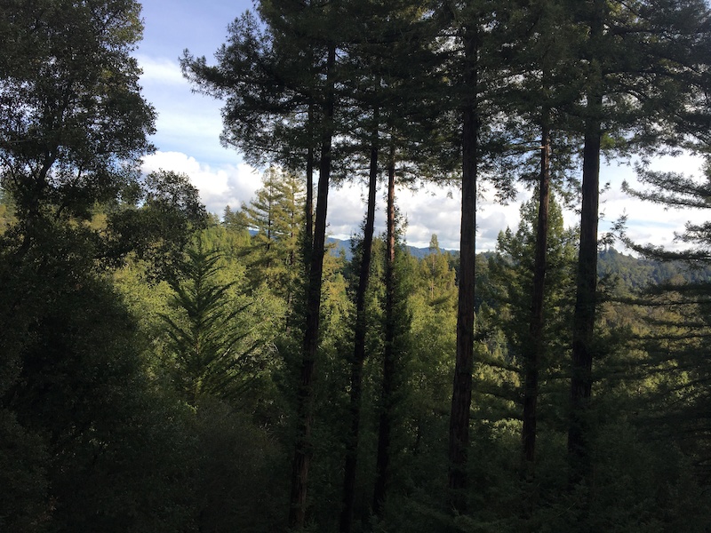 Glenwood Preserve Loop Multi Trail Scotts Valley