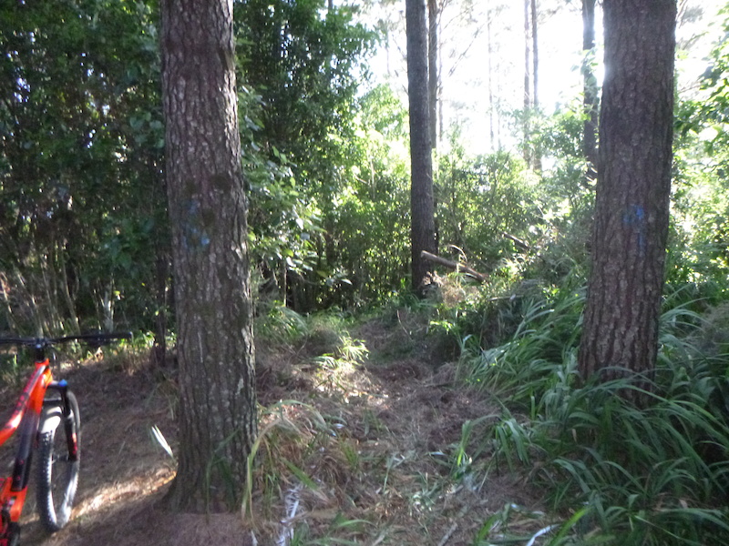 mountain bike new plymouth