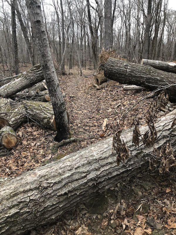 Fossil Flats Loop Mountain Biking Trail Winslow, AR