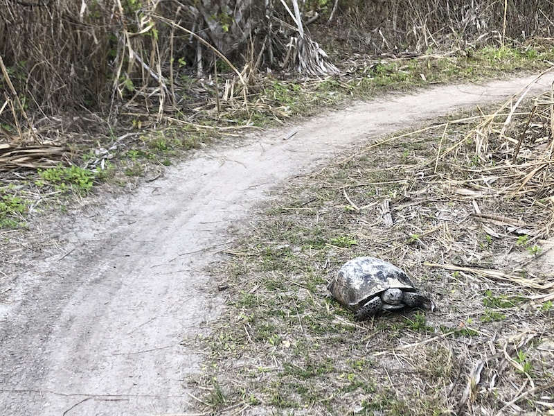 alva mountain bike trail