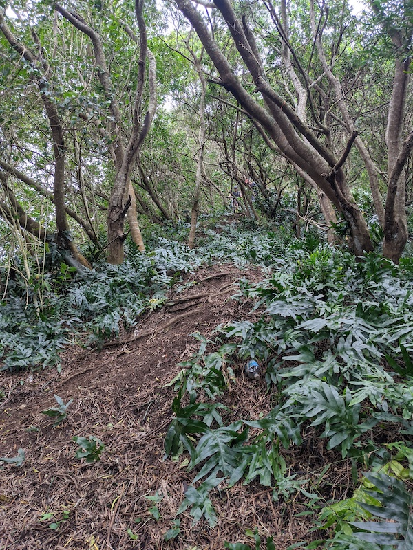 Whiskey Bottles Mountain Biking Trail Kailua, Hawaii