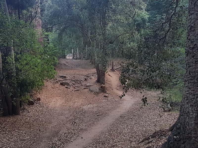 Corktree Trail Multi Trail Cape Town Trailforks