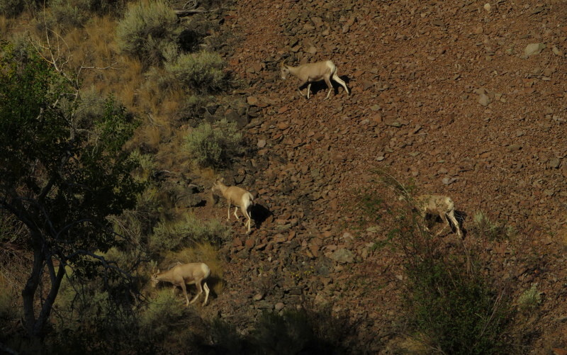Bighorn sheep are an iconic part of Idaho.