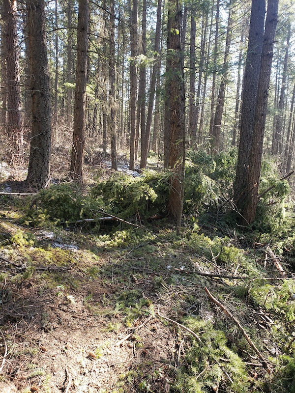 balmoral upper north connector Mountain Biking Trail - Blind Bay, BC