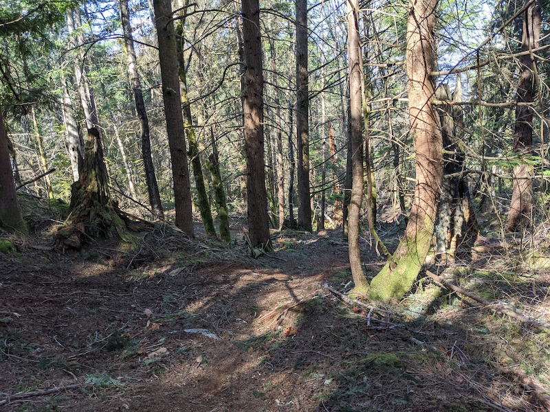 Quagg Ridge Cougar Ridge North Side Multi Trail - Squamish, BC