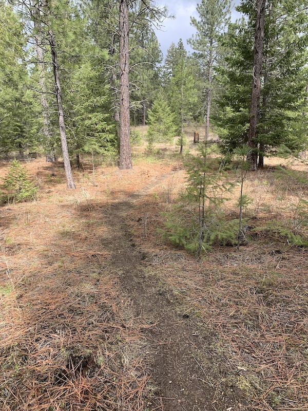 Post Falls Community Forest, Post Falls Mountain Biking Trails Trailforks