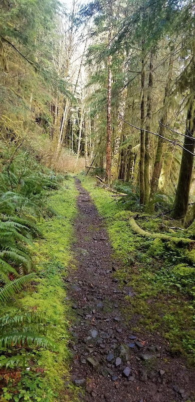 Cummins Creek Multi Trail - Yachats, OR | Trailforks