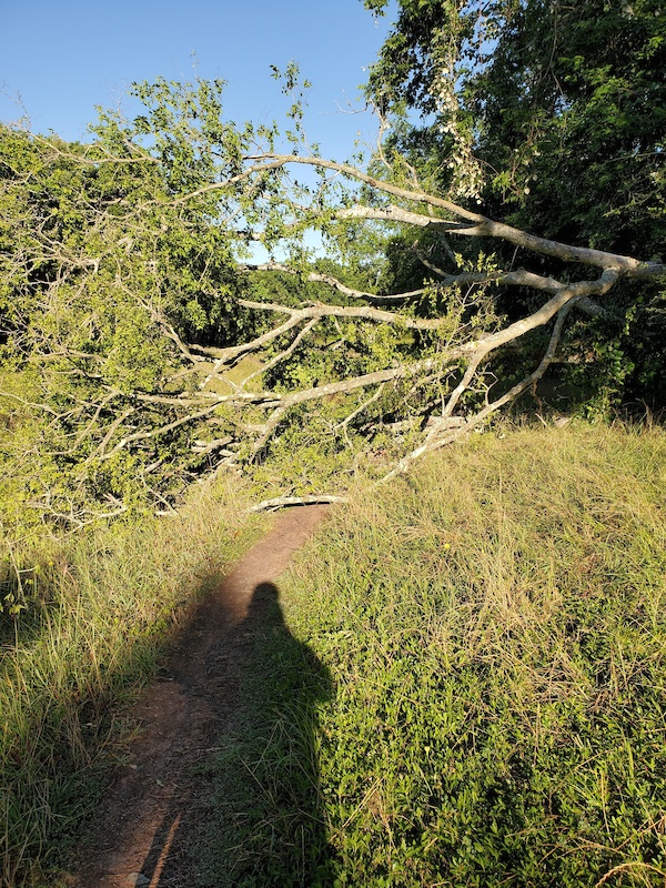 bay area schwinn pasadena