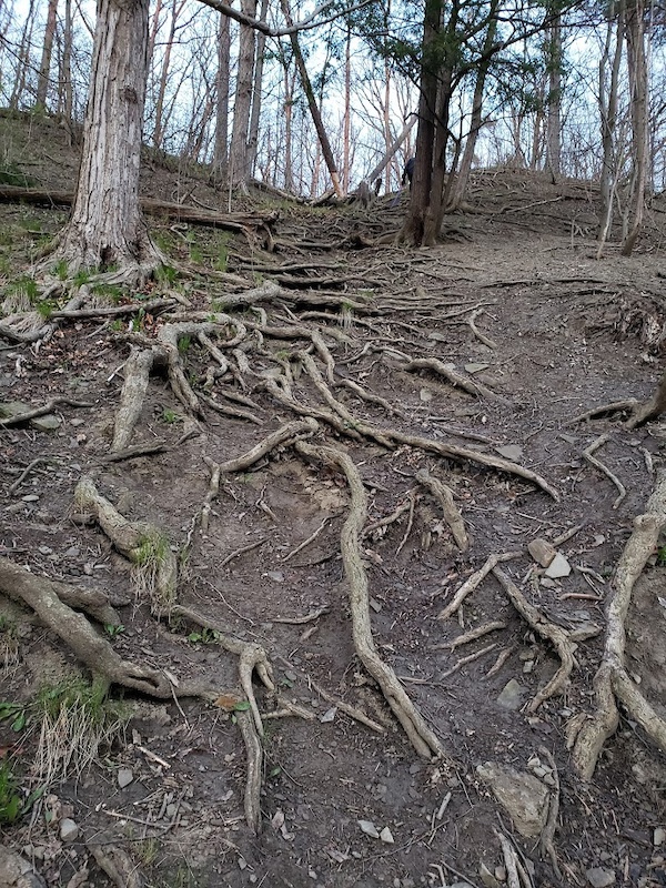 death-root-mountain-biking-trail-mississauga-on