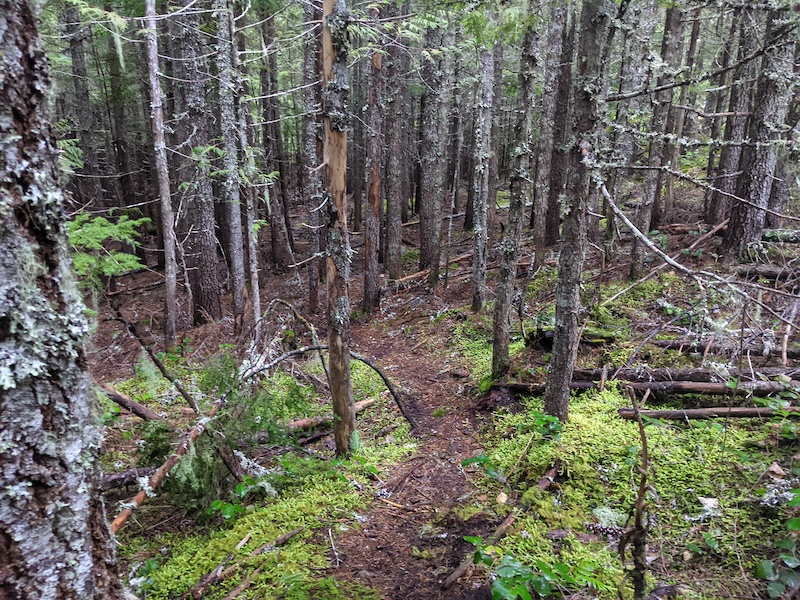 NW Trail Part 1 Hiking Trail - Nanaimo, British Columbia