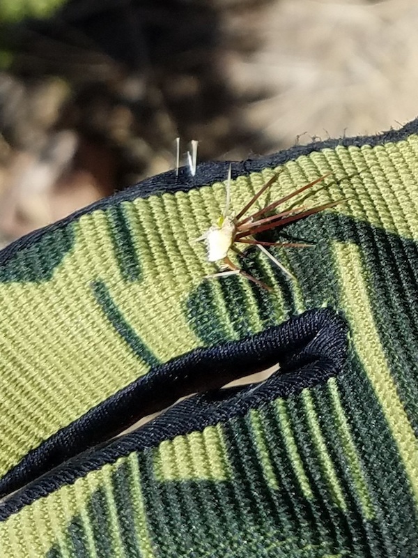 Canyon Rim Trail Mountain Biking Trail Cañon City