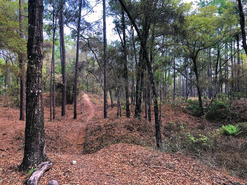 Grey Goose Mountain Biking Trail - Brooksville, Florida