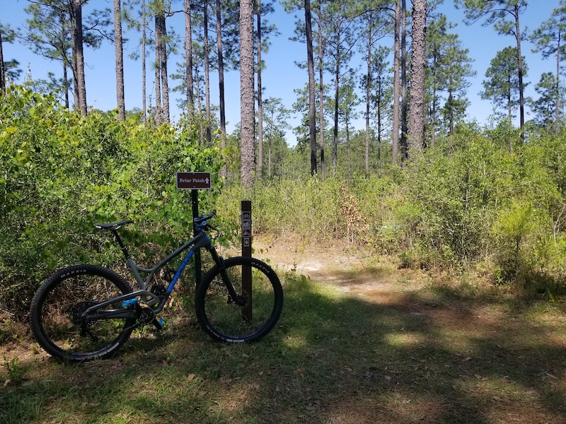 Bethel trails at Desoto National Forest 