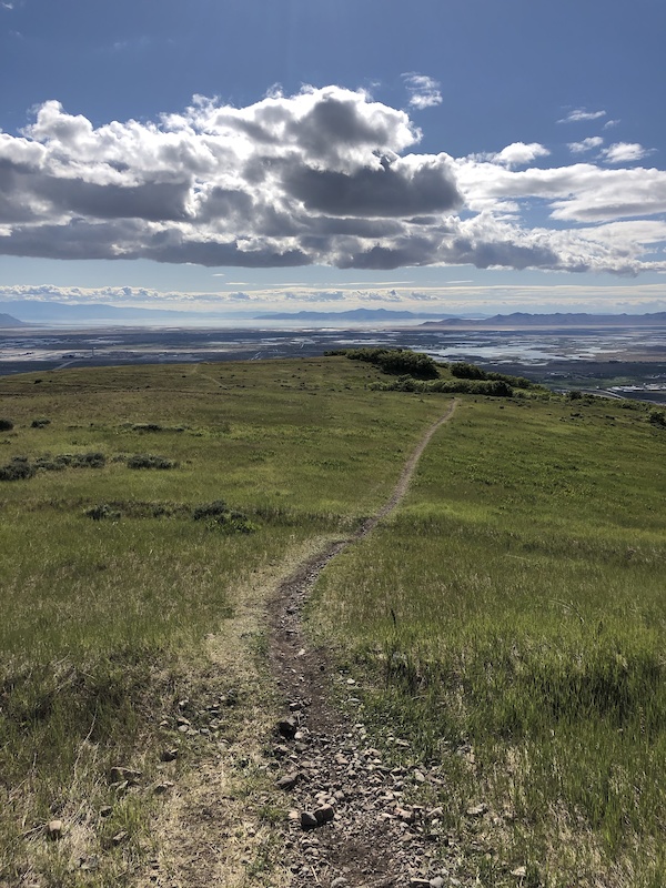 Wild Rose Trail and Viewpoint Hiking Route Trailforks