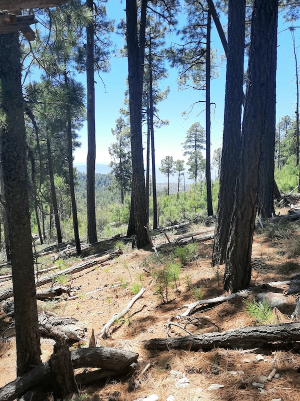 Box Camp Trail Hiking Trail Tucson, Arizona