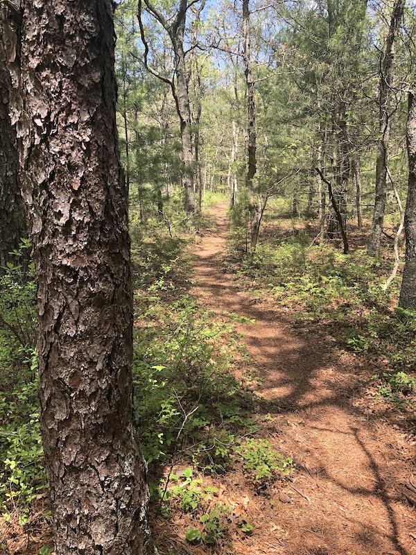 Woodlands East Trail Multi Trail Mashpee Massachusetts