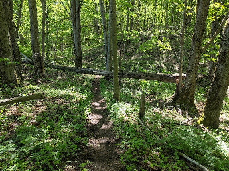 Five Points Loop Mountain Biking Trail - The Blue Mountains