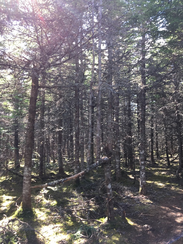 Spruce Tree Mountain Biking Trail - St. John's, NL