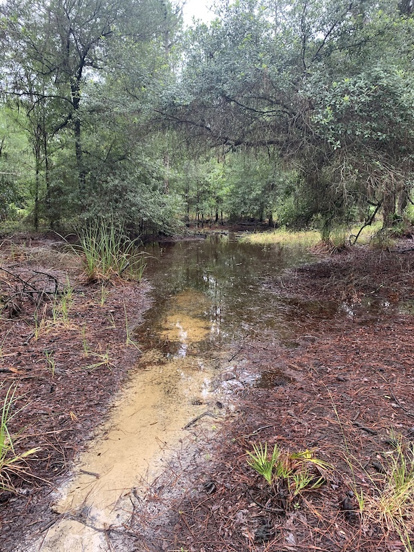 Wilderness Park (2547) Mountain Biking Trail Thonotosassa