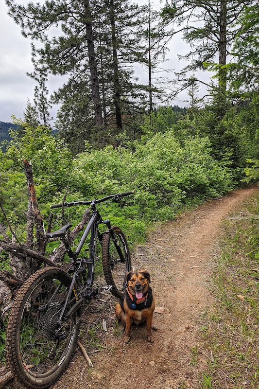 Liberty Lake County Park Mountain Biking Trails Trailforks