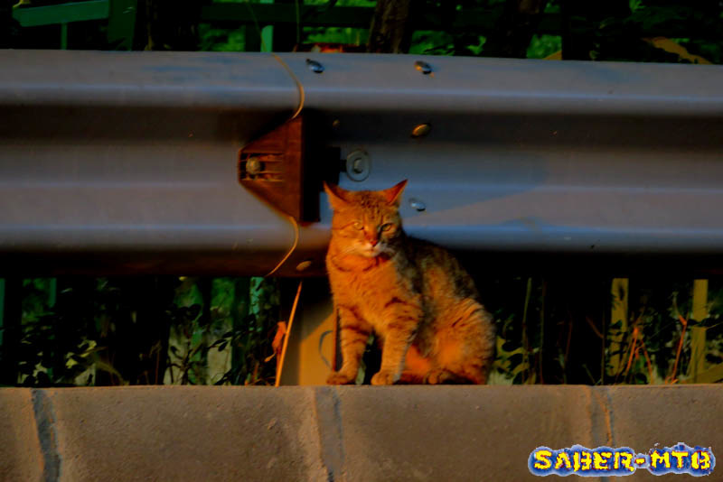 Kitty guard rail