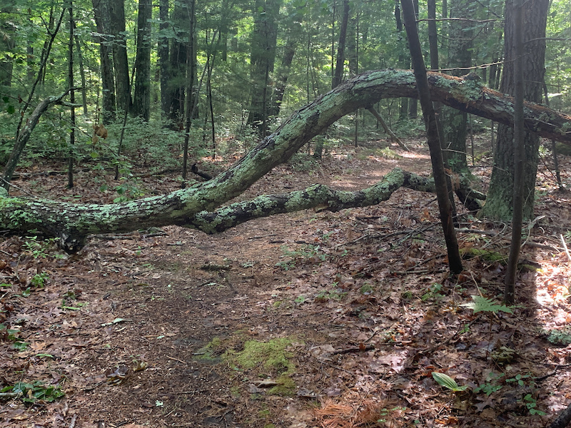 Westcott Loop Multi Trail Upton, Massachusetts