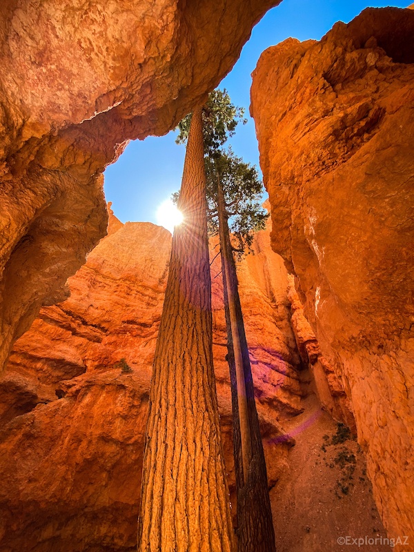 Navajo Loop Hiking Trail - Cannonville, Utah