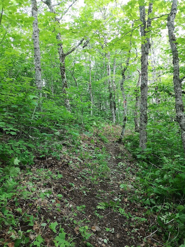 Blowdown Mountain Biking Trail Scotsburn, Nova Scotia