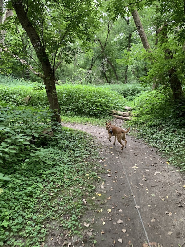 River Trail Mountain Biking Trail - Decorah, Iowa