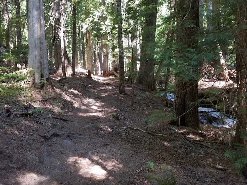 Buck Creek Trail Mountain Biking Trail Randle, WA