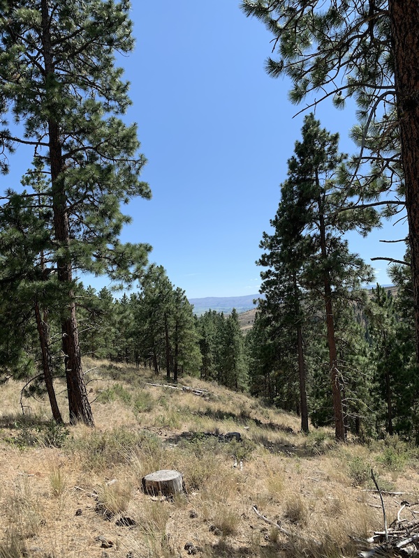 Ellensburg Blue Mountain Biking Trail