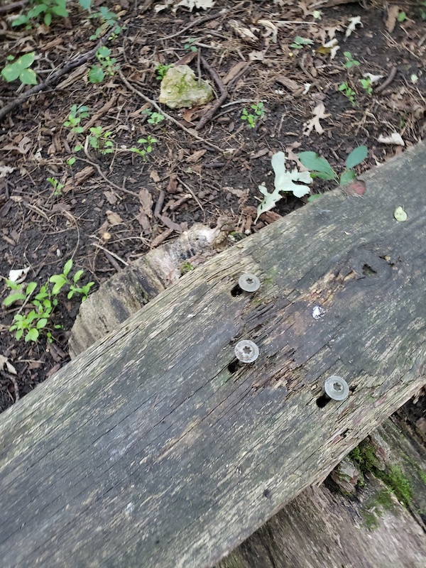 Chase Down Mountain Biking Trail Rochester, Minnesota