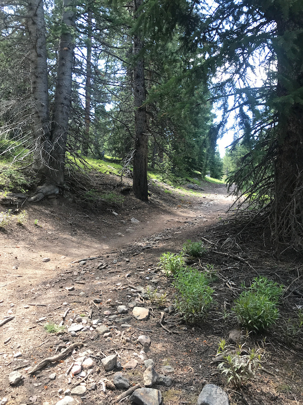 Pinball Alley Mountain Biking Trail Breckenridge, CO