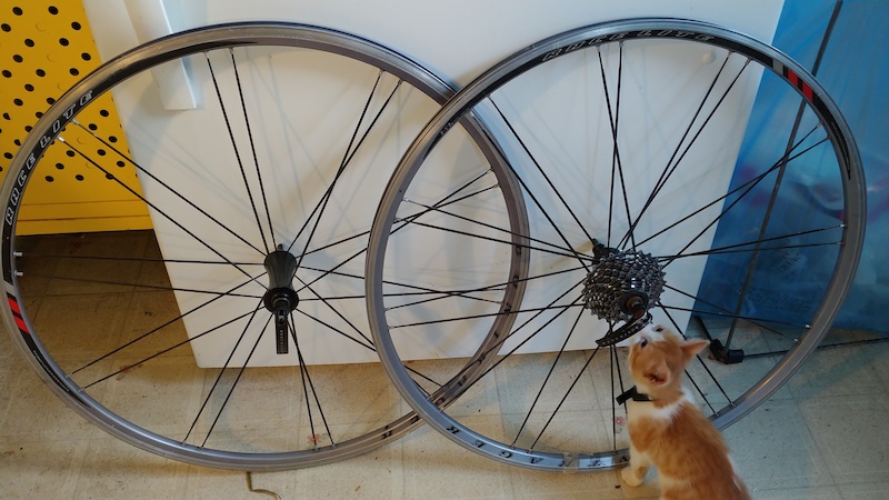 bontrager 700x25c tires