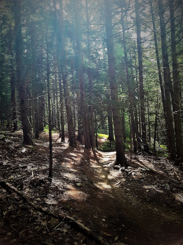 Sherburne to Base Camp Connector Mountain Biking Trail Killington