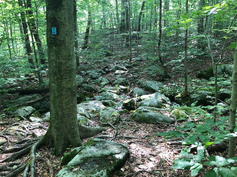Manor Ridge Trail Manor Trail Multi Trail - Ringwood, New Jersey