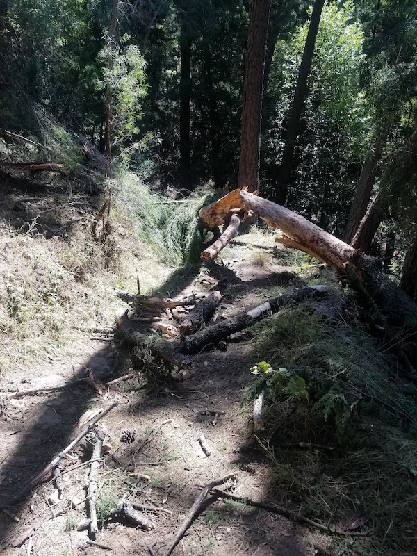 sequoia bayview trail