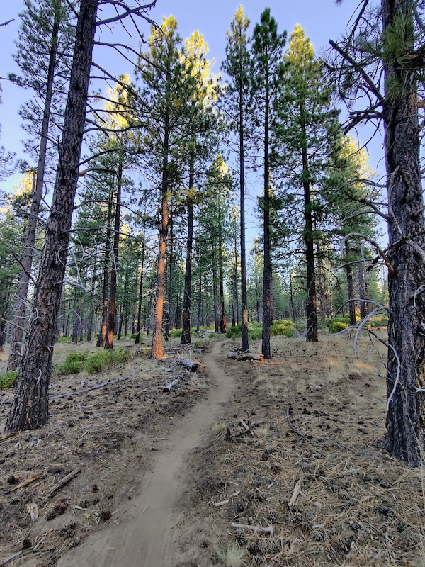 Roundabout Mountain Biking Trail - 