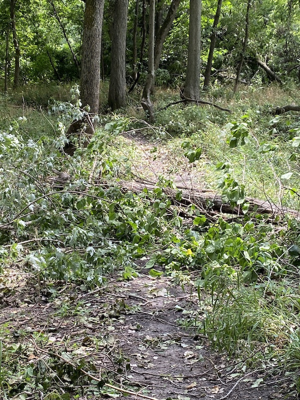 Denman Woods Trail Mountain Biking Trail Des Moines