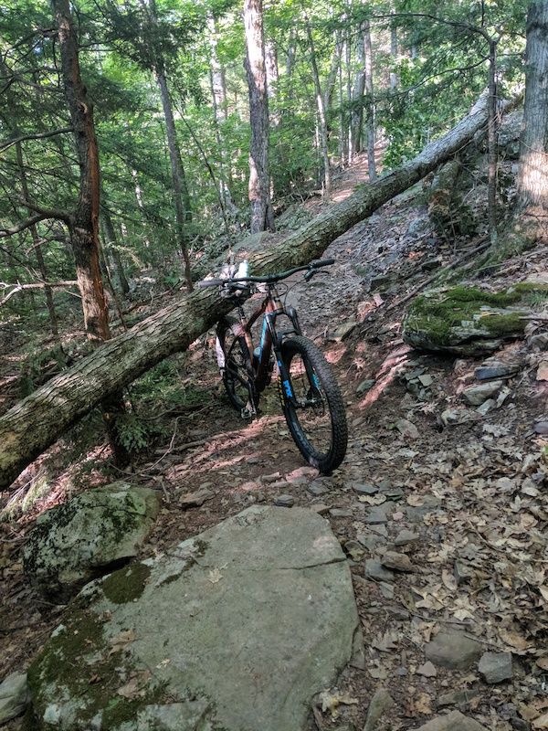 Cranberry Bog Trail Multi Trail Windham, New York