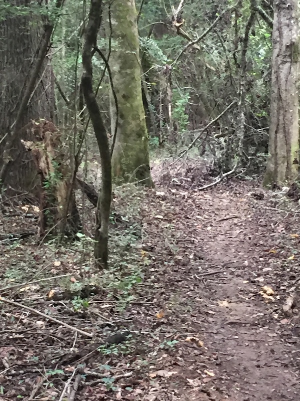 The Pig Trail Mountain Biking Trail Macon Georgia